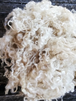 Wensleydale lamp curls – 100g, special item